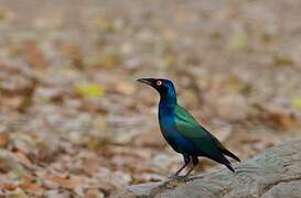 Purple Starling