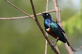 Superb Starling