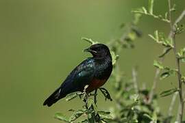 Superb Starling