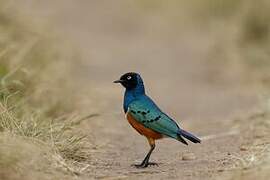 Superb Starling