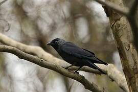 Western Jackdaw