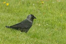 Western Jackdaw