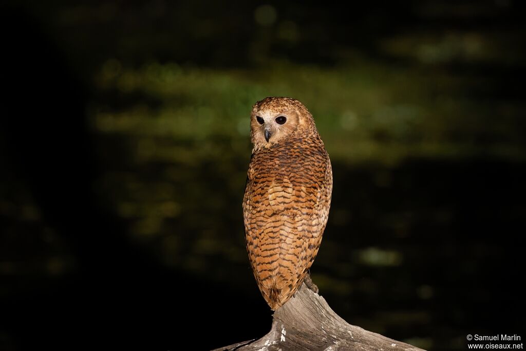 Pel's Fishing Owladult