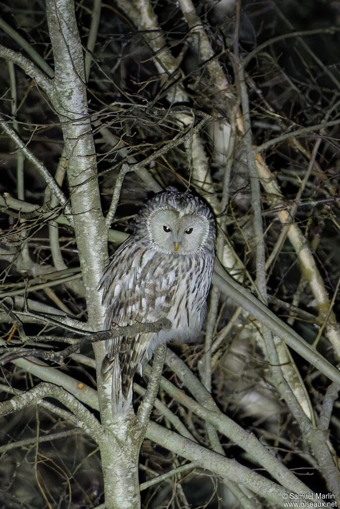 Chouette de l'Oural