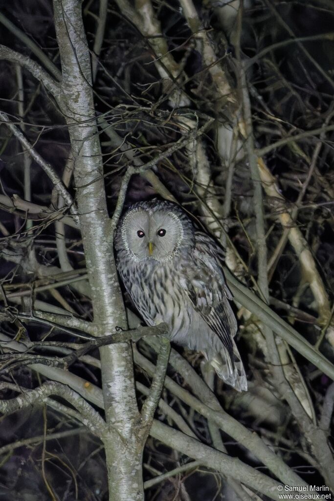 Chouette de l'Oural