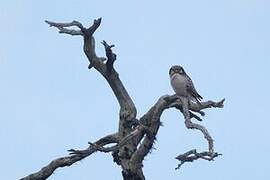 Northern Hawk-Owl