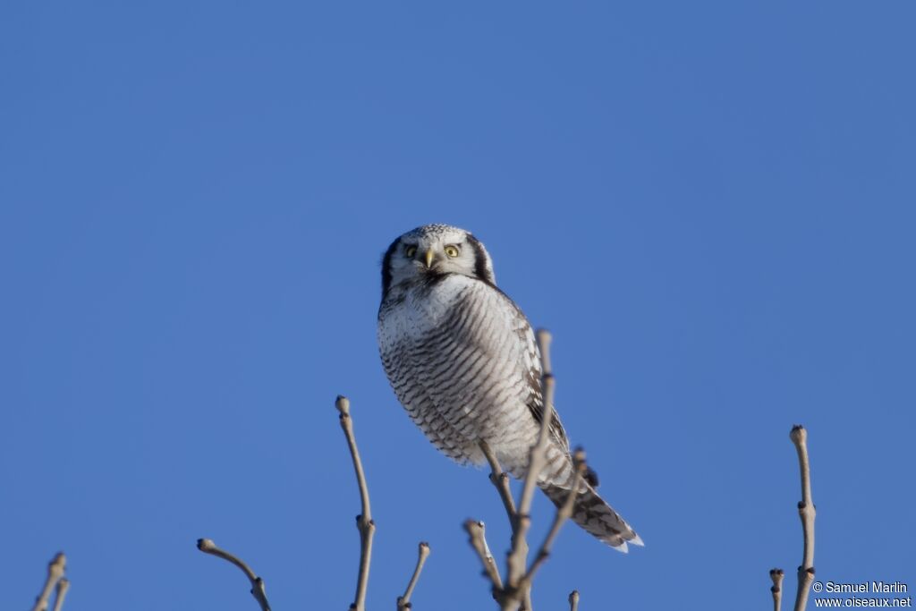 Chouette épervière