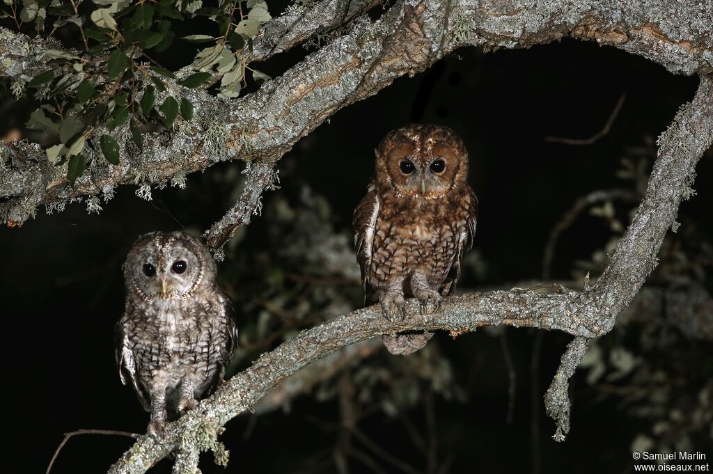 Tawny Owl