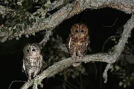 Tawny Owl