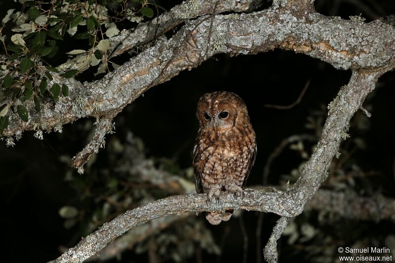 Tawny Owl female adult
