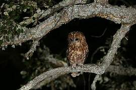 Tawny Owl