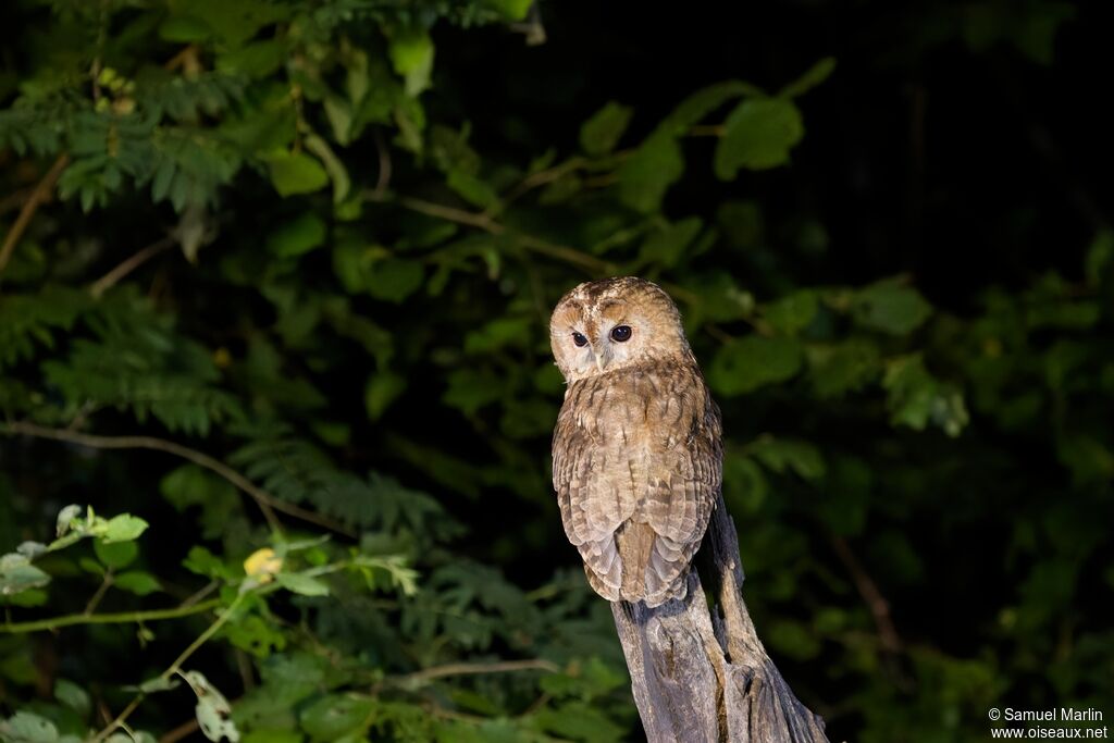 Tawny Owladult