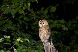 Tawny Owl