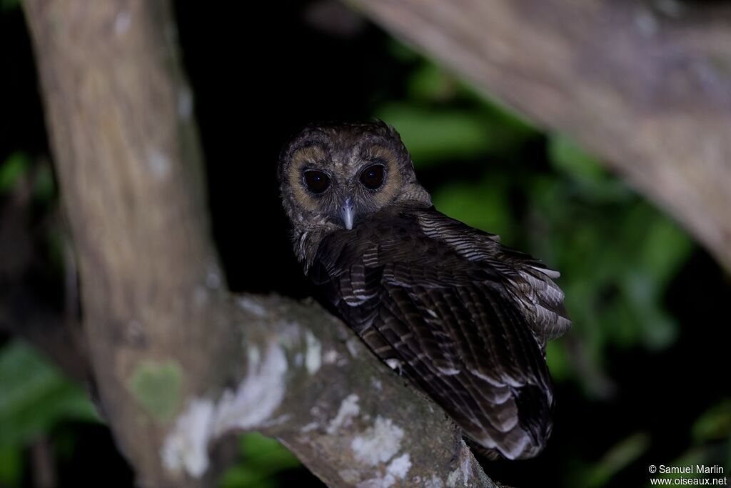 Brown Wood Owl