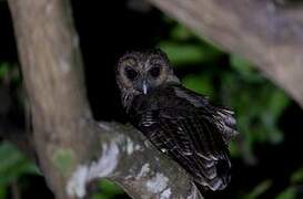 Brown Wood Owl