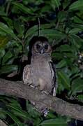 Brown Wood Owl