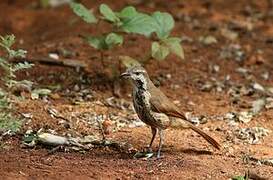 Spotted Palm Thrush