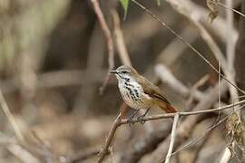 Spotted Palm Thrush