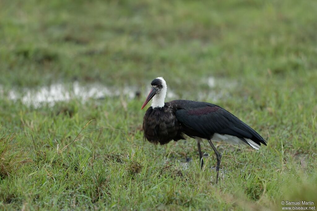 Cigogne à pattes noires