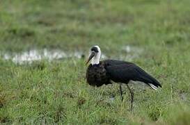 African Woolly-necked Stork