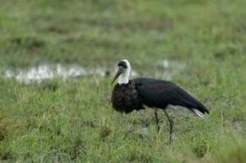 Cigogne à pattes noires