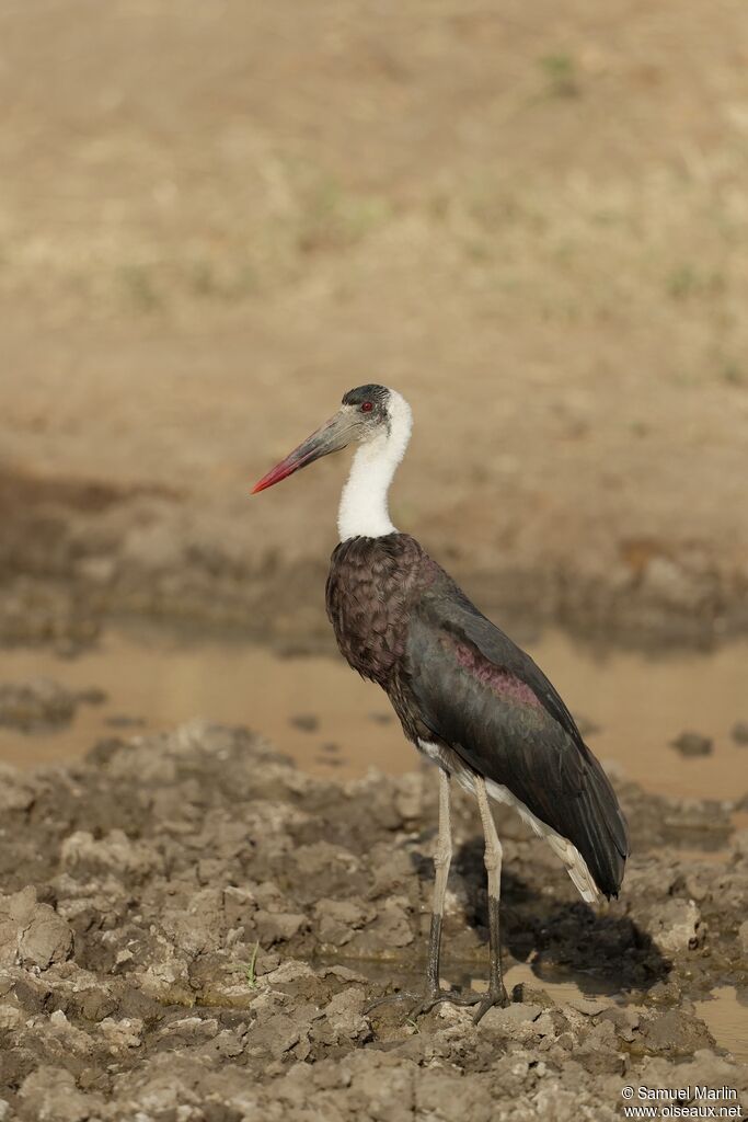 African Woolly-necked Stork