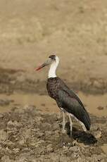 Cigogne à pattes noires