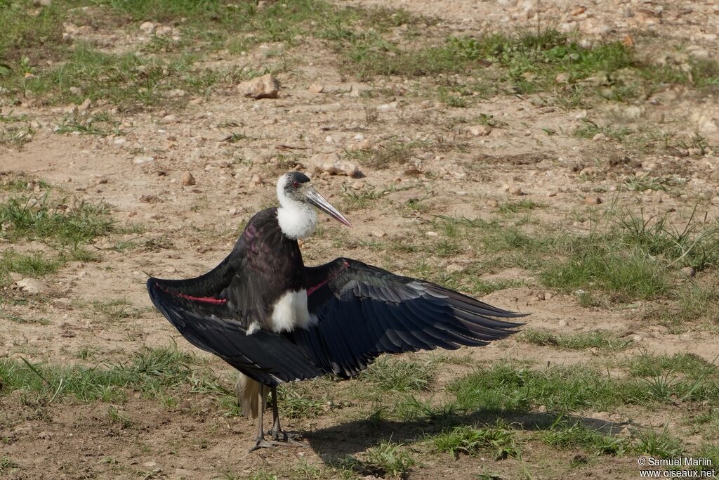 Cigogne à pattes noires