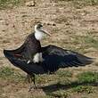 Cigogne à pattes noires