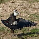 Cigogne à pattes noires