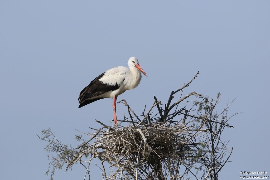 Cigogne blancheadulte