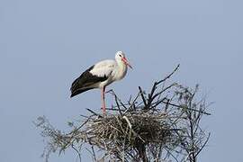 White Stork