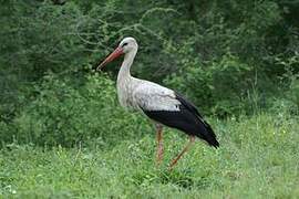 White Stork