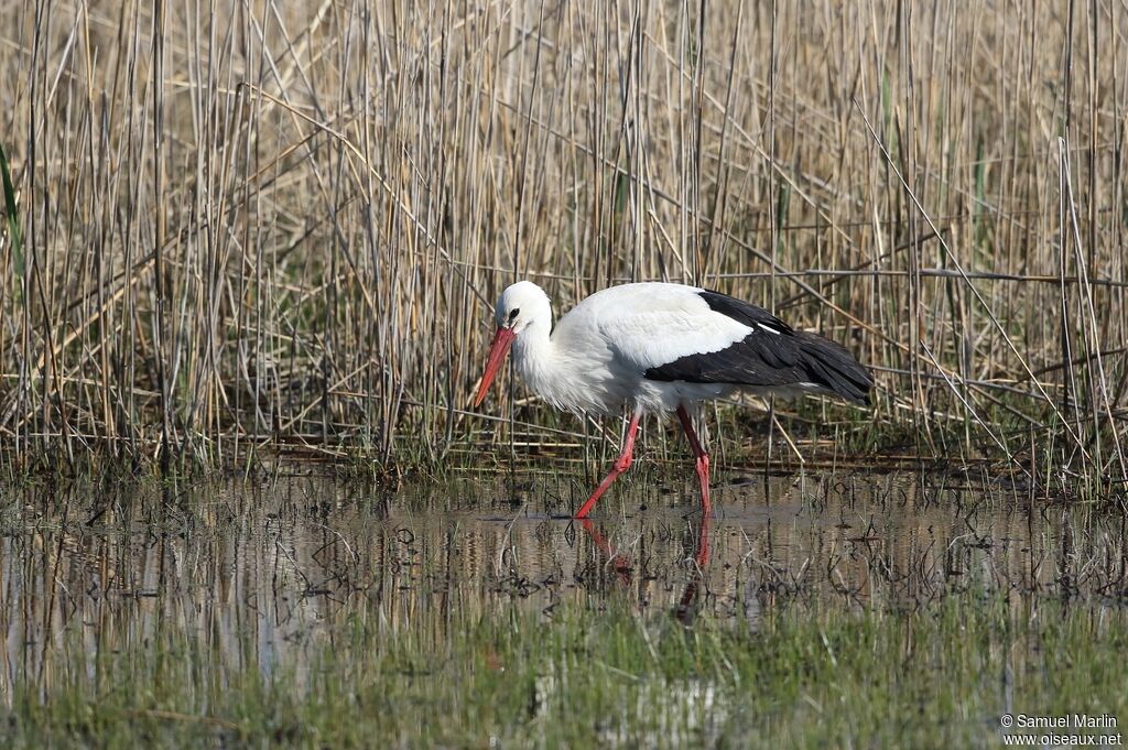 White Stork