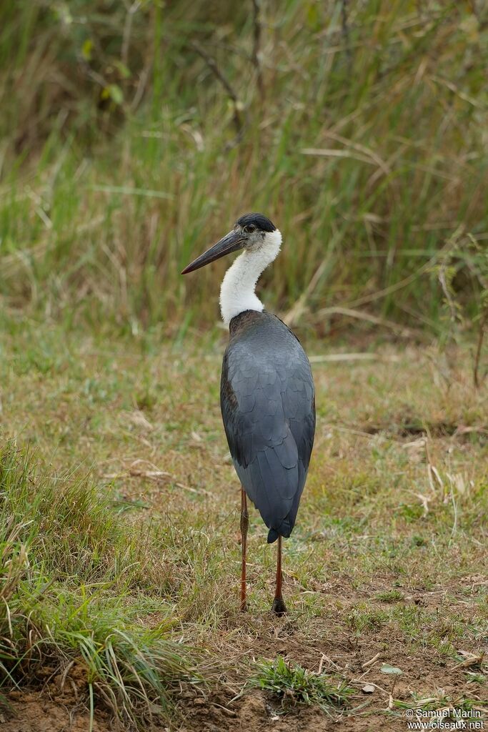 Cigogne épiscopaleadulte