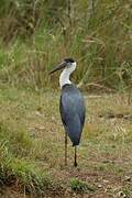 Asian Woolly-necked Stork