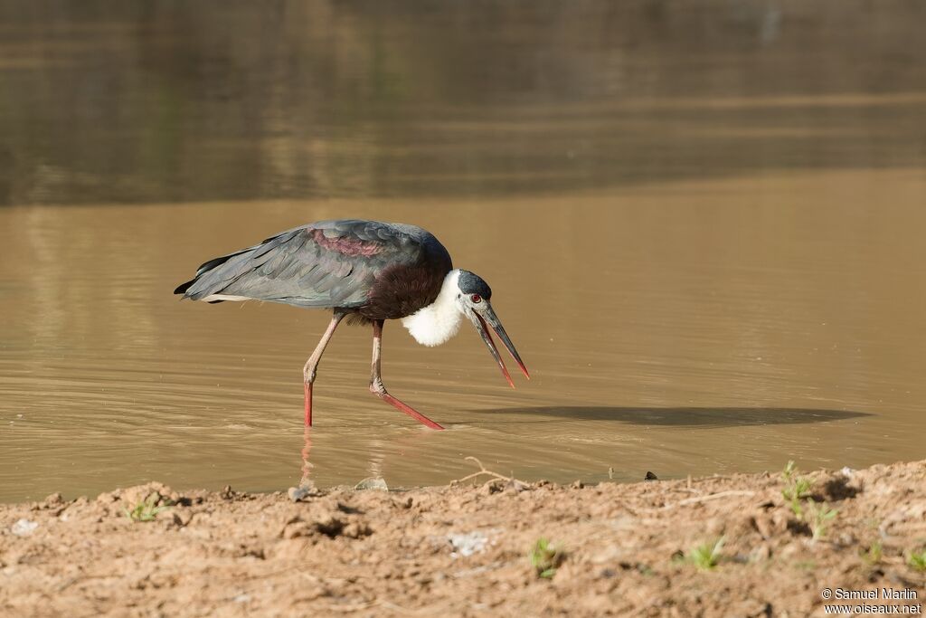 Cigogne épiscopaleadulte