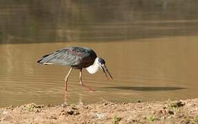 Woolly-necked Stork