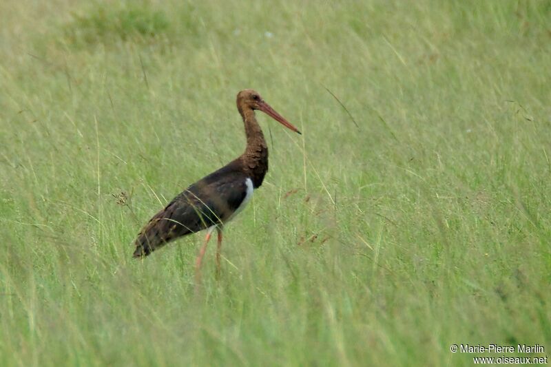 Cigogne noiresubadulte transition