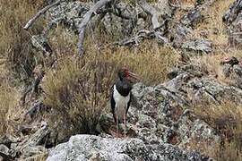 Black Stork