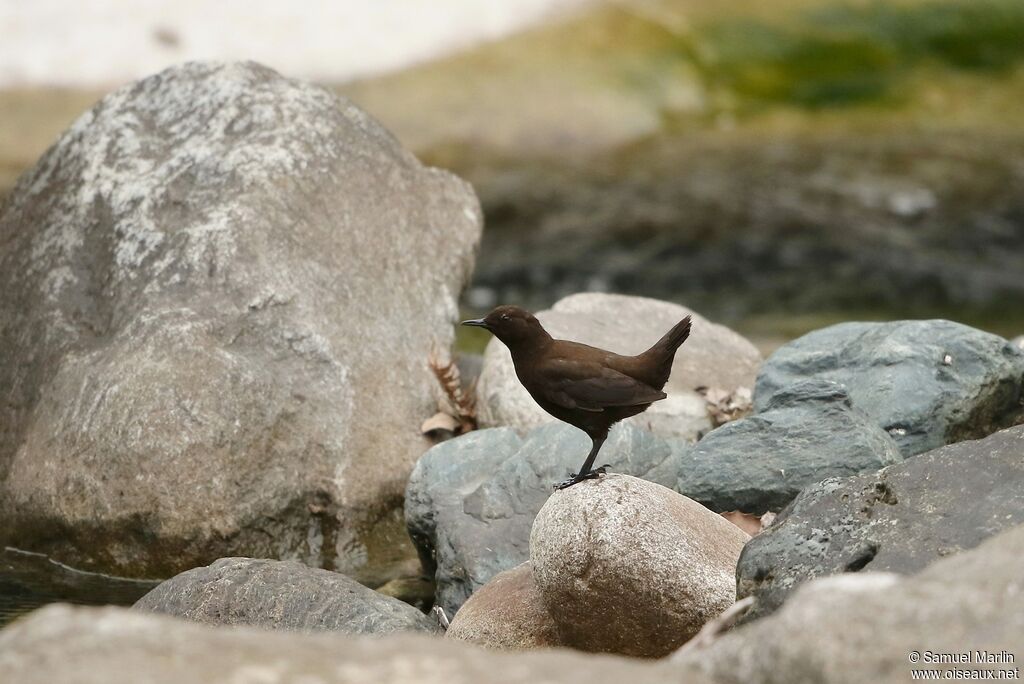 Brown Dipper male adult