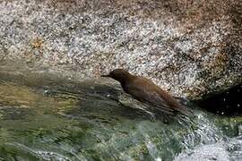 Brown Dipper