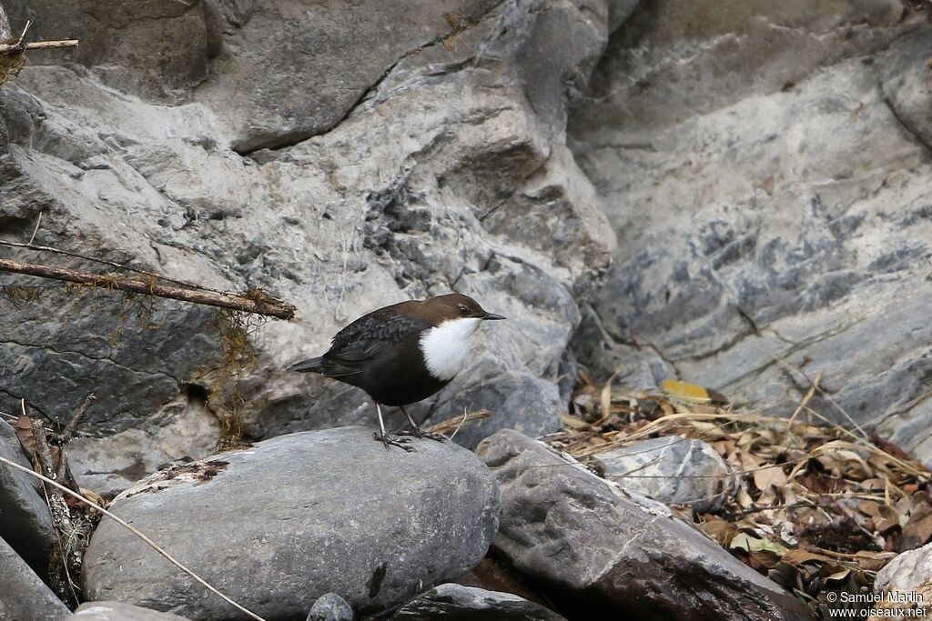 White-throated Dipper male adult