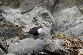 White-throated Dipper