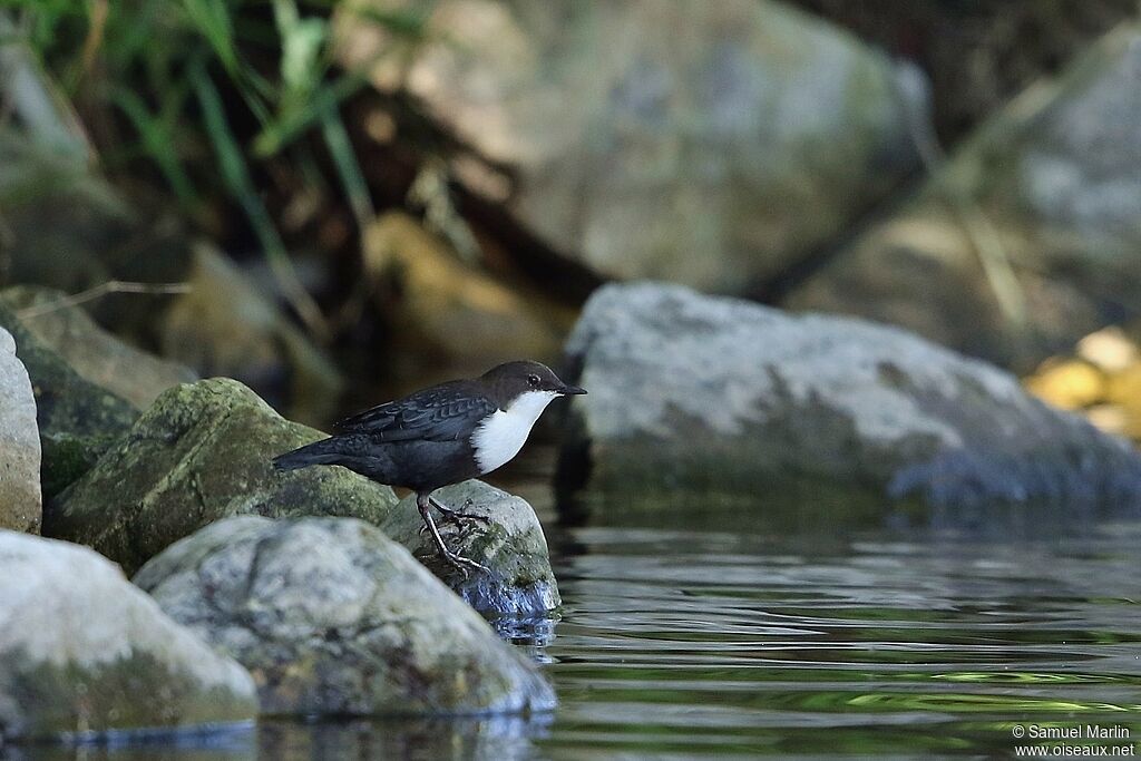 White-throated Dipperadult