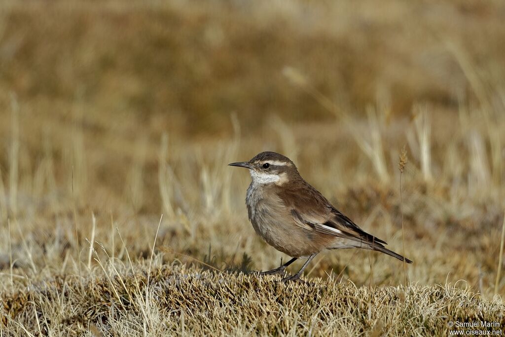 Cream-winged Cinclodesadult