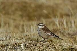 Cream-winged Cinclodes