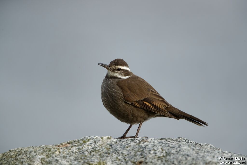 Dark-bellied Cinclodesadult