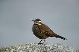 Dark-bellied Cinclodes