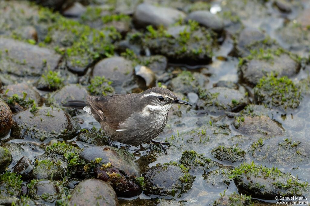 Grey-flanked Cinclodesadult